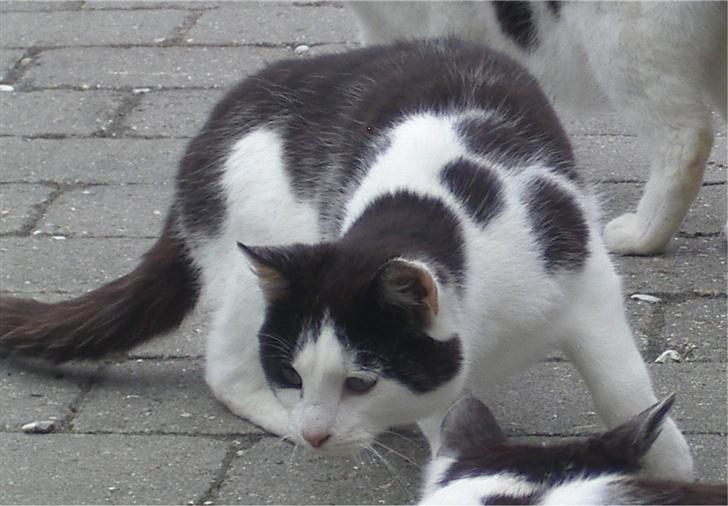 Huskat Pjevs - Mmmmh... Det lygter faktisk ret godt... billede 2