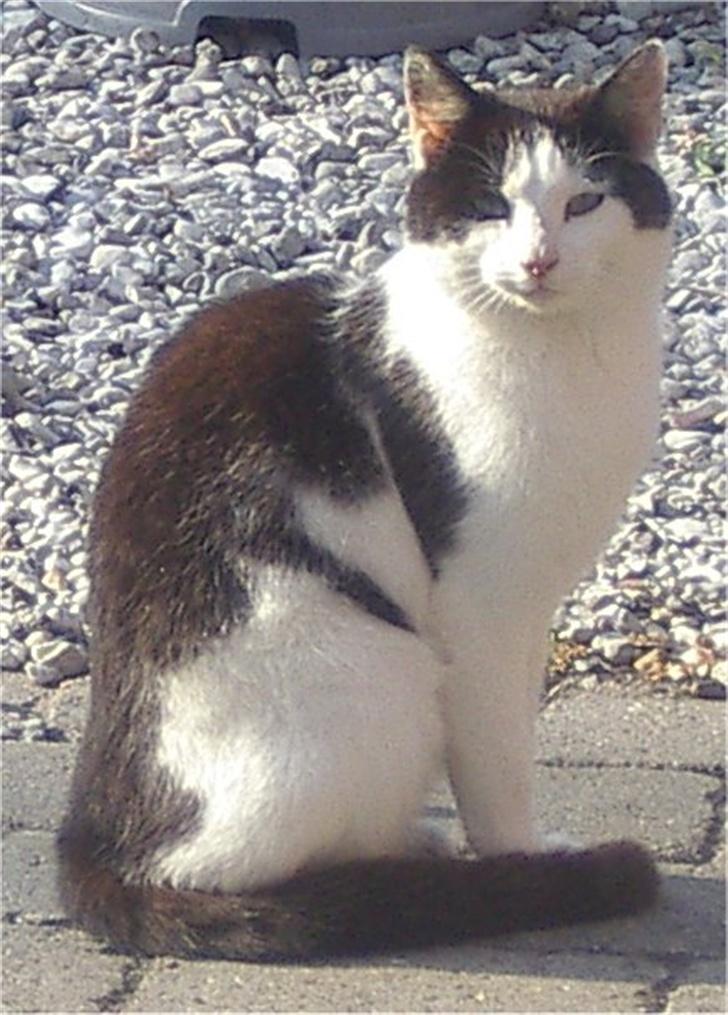 Huskat Pjevs billede 3