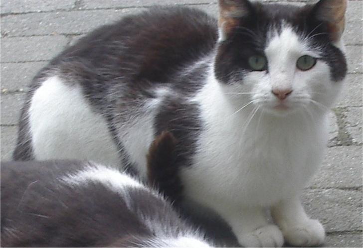 Huskat Pjevs billede 4