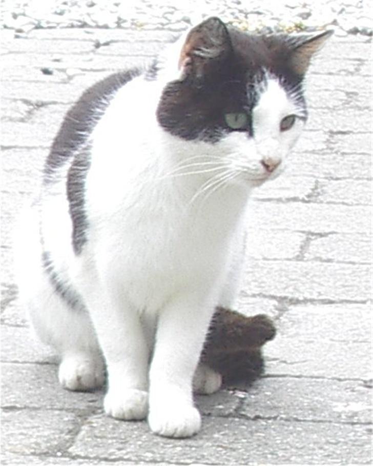 Huskat Pjevs billede 5