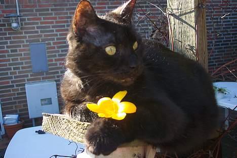 Huskat Strejfer - Gule blomster passer godt til min mørke pels :D . billede 14