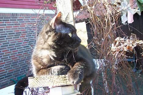 Huskat Strejfer - Hov , hvad var det ? billede 15