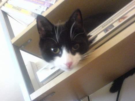 Huskat Elvis. død d. 2. aug - 08 billede 20