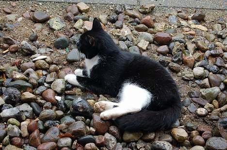 Huskat Milla - Våde sten er bare gode at ligge på?! billede 2