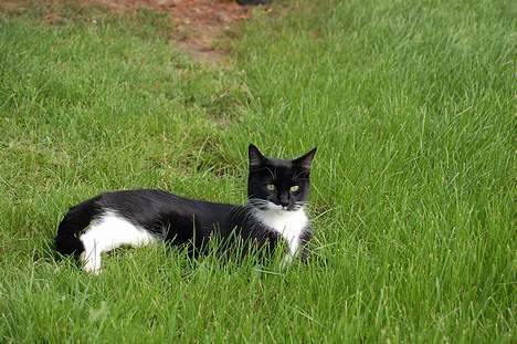 Huskat Milla - På ferie på Hjarnø billede 3