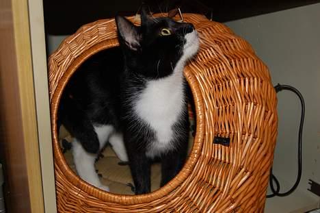 Huskat Milla - Hvem er det der banker?? billede 4