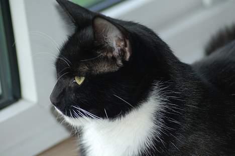 Huskat Milla billede 5