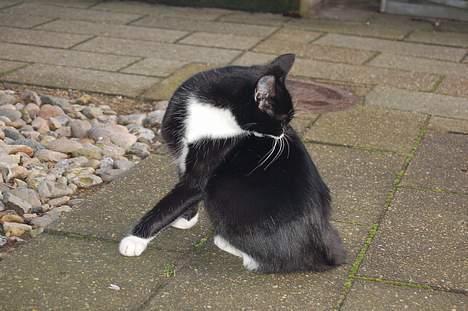 Huskat Milla - Åhh hvor bliver jeg ren nu billede 6