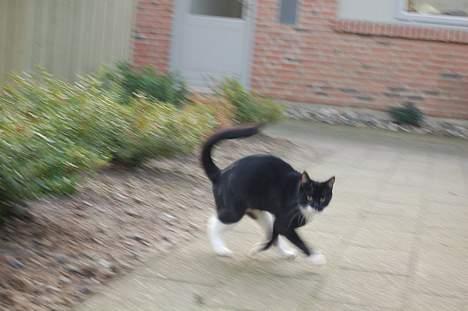 Huskat Milla - Milla i chok pga min kærestes kat der havde lagt på lur i en busk billede 7