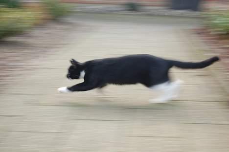 Huskat Milla - Milla på jagt billede 8