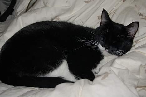 Huskat Milla - Den natlige erobring af min dyne billede 9