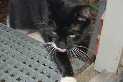 Huskat Milla billede 10