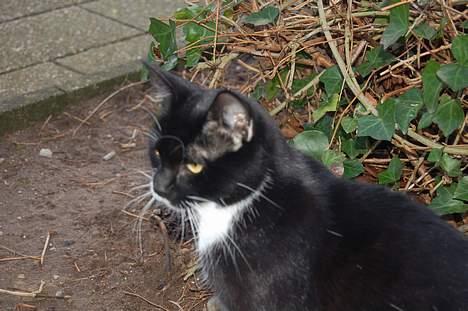 Huskat Milla billede 11