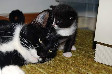 Huskat Milla - Milla og hendes dejlige pige-mis Lucy billede 12