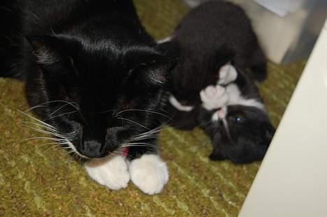 Huskat Milla - Milla, Lucy og Lucys bror Bissen billede 13