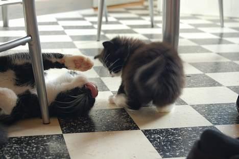 Huskat Milla - Leg under spisebordet billede 14