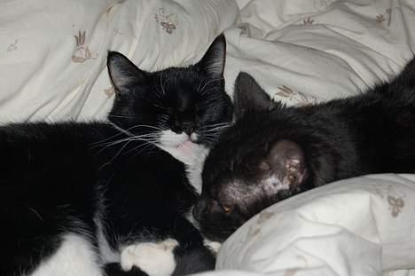 Huskat Milla - Milla og min kærestes kat i vores seng billede 15