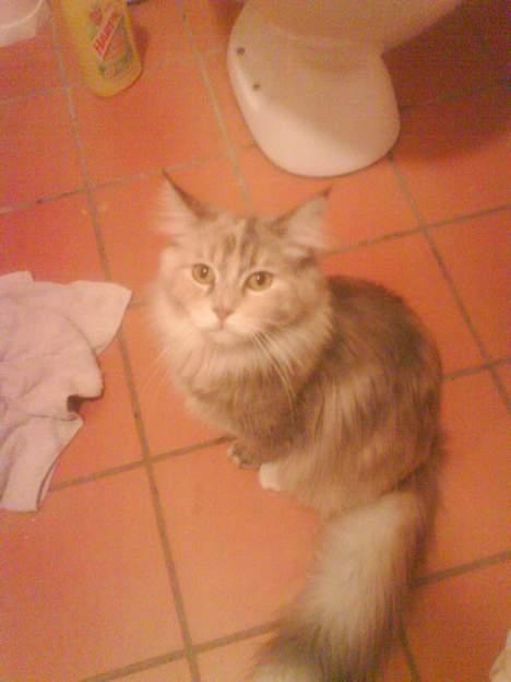 Maine Coon Silke - Kigger lige en smut forbi badværelset... billede 5