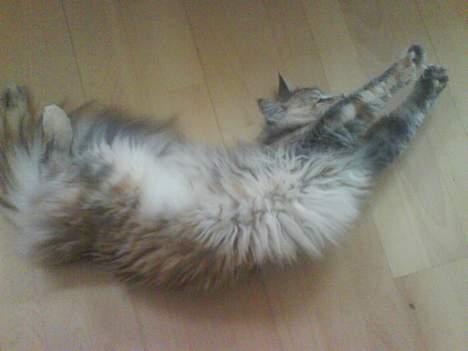 Maine Coon Silke - Hmmmm... hvor dejlig at strække sig lidt... billede 6