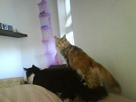 Maine Coon Silke - Så er det ud af sengen mor... billede 7