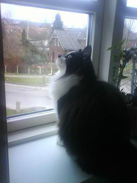 Blanding af racer Bailey - Neeej den fulg vil jeg gerne snuppe... muums billede 5