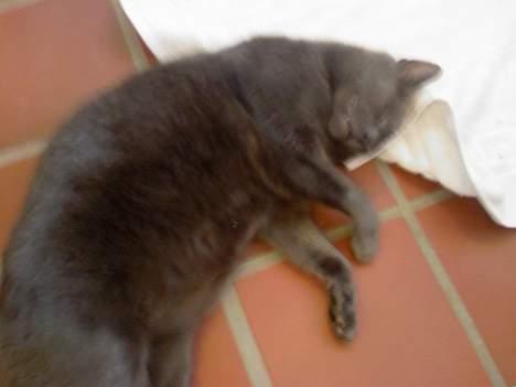 Huskat Figaro  - Dejlig varmt gulv :b billede 10