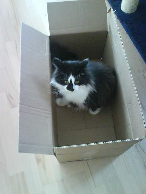 Blanding af racer Bailey - iiih altså... hvorfor skal jeg smides i denne her kasse.... billede 6