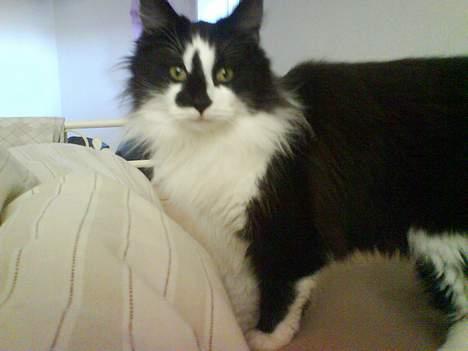 Blanding af racer Bailey - Godmorgen mor... skal vi op nu... billede 7