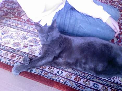 Huskat Figaro  - dejlig sol .  Jeg blir jo endnu mere grå :) billede 11