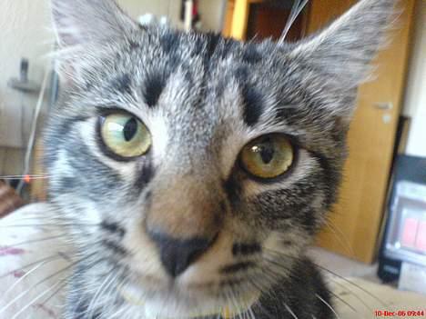 Huskat Disse *P* - "Hvad er mon det for én?" billede 1