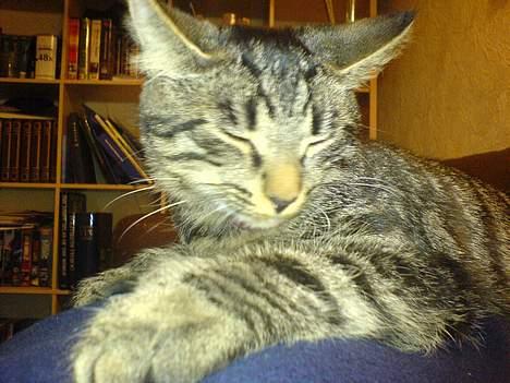 Huskat Disse *P* - Disse der slapper lidt af. billede 2