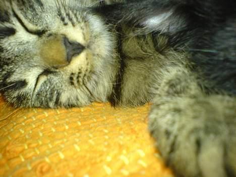 Huskat Disse *P* - Umh, at sove og slappe af er min yndlings beskeftigelse! billede 3