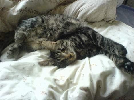 Huskat Disse *P* billede 4