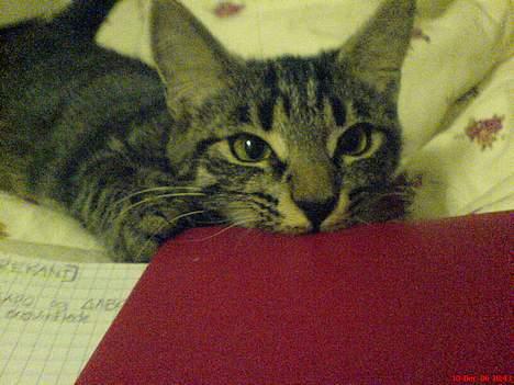 Huskat Disse *P* - Jeg tygger lige lidt i Monas matematik. billede 5