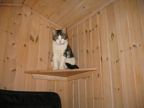 Huskat skipper - JEG SIDDER LIGE OG HOLDER ØJE MED JER ALLE SAMMEN billede 1