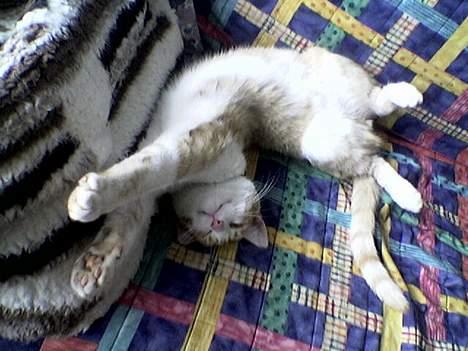 Blanding af racer Oliver billede 1