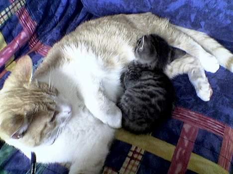 Blanding af racer Oliver billede 2