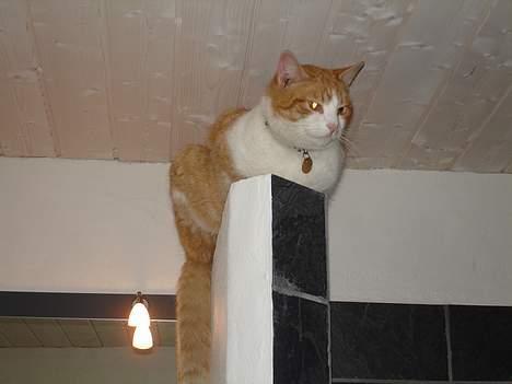 Blanding af racer Oliver billede 3