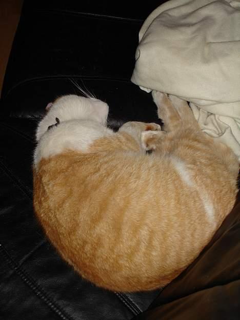 Blanding af racer Oliver billede 4