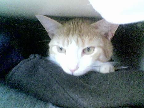 Blanding af racer Oliver billede 5