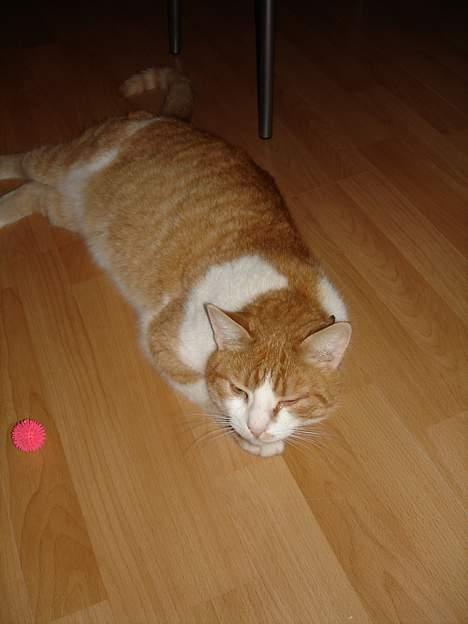 Blanding af racer Oliver billede 6