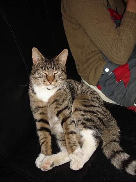 Blanding af racer Junior billede 1