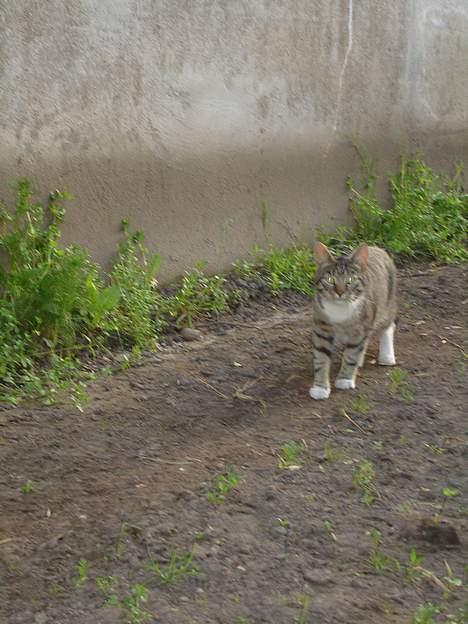 Blanding af racer Junior billede 2