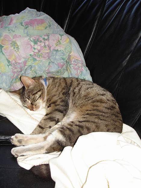 Blanding af racer Junior billede 3