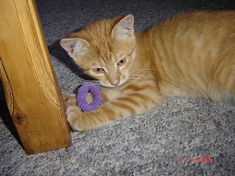 Blanding af racer Cenned Tuborg Gustavsen - Det her billed er fra den dag jeg fik ham med hjem, hvor han har fundet en gammel elastik som han hyggede sig meget med da han var lille billede 2