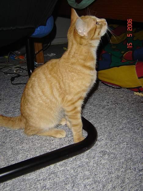 Blanding af racer Cenned Tuborg Gustavsen - Her er et et par måneder efter jeg fik ham der var han allerede blevet rigtig stor  billede 3