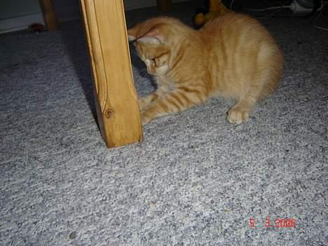 Blanding af racer Cenned Tuborg Gustavsen billede 4