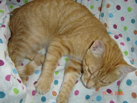 Blanding af racer Cenned Tuborg Gustavsen billede 5