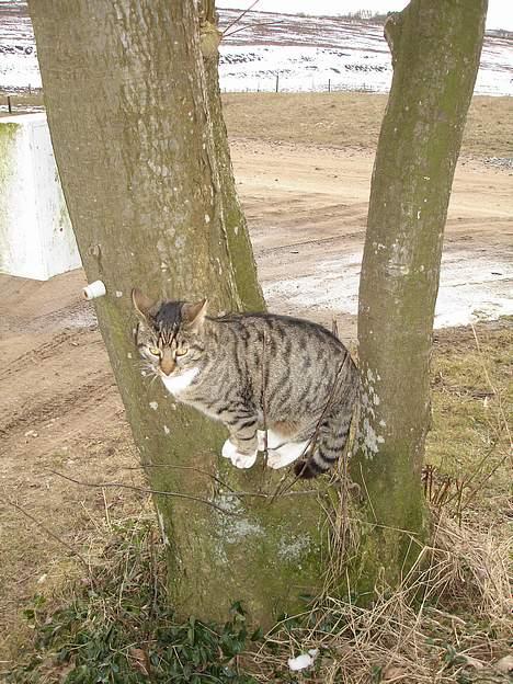 Blanding af racer Junior billede 4