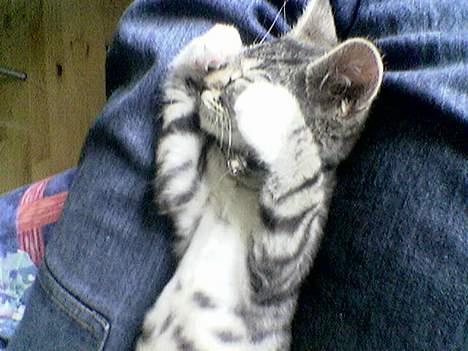 Blanding af racer Junior billede 5